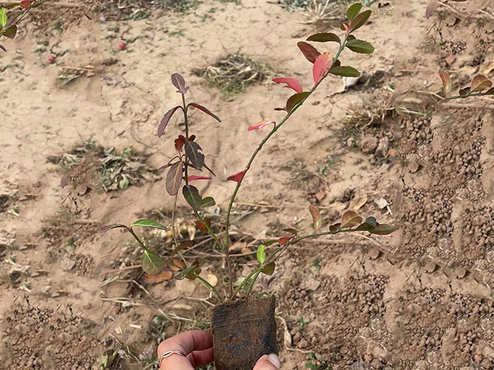 小葉扶芳藤